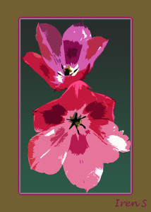 tulipan-3