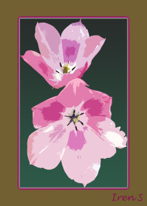 tulipan-4